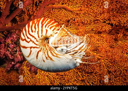 Le nautilus chambré, Nautilus pompilius, est un véritable fossile marin vivant, l'Indonésie. Ces thèses se trouvent dans le Pacifique occidental tropical et Indo-Pacif Banque D'Images