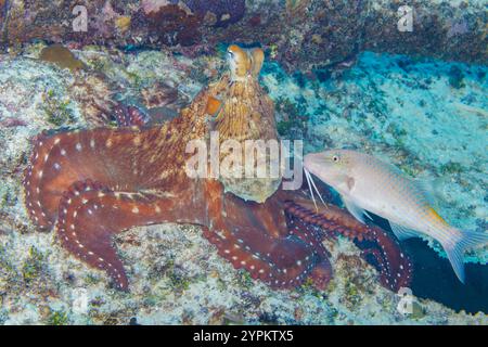 Poulpe journalière, Octopus cyanea, et chèvre à selle jaune, Parupeneus cyclostomus, Guam, Micronésie, Îles Mariannes, mer des Philippines. Ces deux-là sont of Banque D'Images