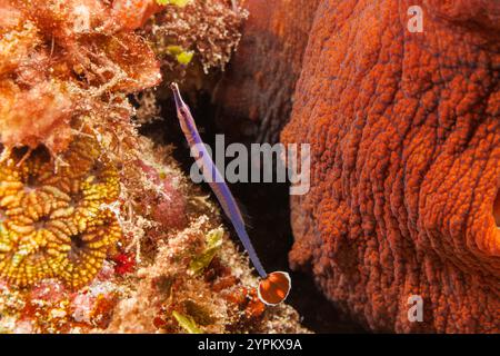 Ce cornichon à queue de drapeau, Doryrhamphus excisus, est également connu sous le nom de cornichon bleu-rayé et de cornichon bleu-orange propre. Le poisson est trouvé throu Banque D'Images