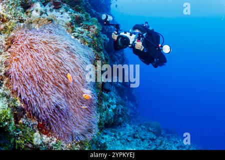 Plongeur (MR) avec un système de boîtier de caméra Ikelite et anémonefish commun, Amphiprion perideraion, le plus souvent trouvé associé à l'anémone, Heterac Banque D'Images