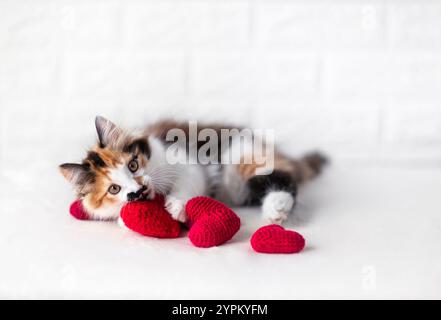 chaton mignon pelucheux se trouve parmi les symboles de cœur rouge de l'amour sur une couverture blanche Banque D'Images