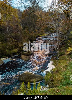 Ruisseau forestier coulant avec arbres d'automne et Mossy Rocks dans la campagne pittoresque Banque D'Images