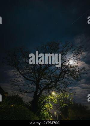 Arbre silhouetté sous ciel clair de lune avec fond étoilé et lampadaires dans un cadre de banlieue Banque D'Images