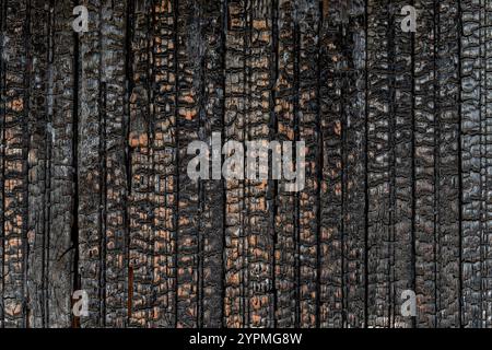 Texture murale en bois brûlé de couleurs noir et orange. Le fond détaillé des planches de bois verticales carbonisées est devenu noir par la chaleur et le feu. Plein format. Banque D'Images