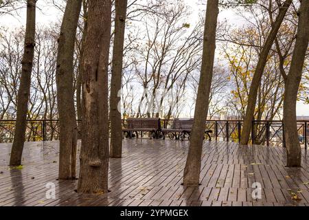 Troncs d'arbres épais sur une terrasse parquetée dans un parc d'automne. Deux bancs et une clôture métallique. Banque D'Images