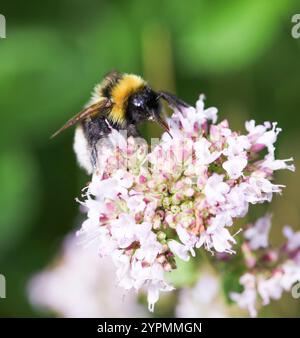 BOMBUS BOHEMICUS également connu sous le nom de Bumplebee Cucoo Gypsy Banque D'Images