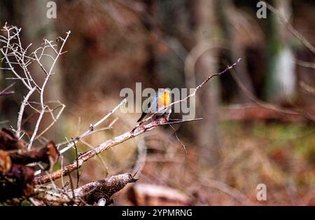 Dundee, Tayside, Écosse, Royaume-Uni. 1er décembre 2024. UK Wildlife : Templeton Woods à Dundee a un climat humide et lumineux en décembre, qui souligne la splendeur naturelle à la fin de l'automne. Un sympathique oiseau Robin RedBreast se perche sur un arbre voisin en répondant aux sons de gazouillis d'un smartphone et pose pour des photos. Crédit : Dundee Photographics/Alamy Live News Banque D'Images