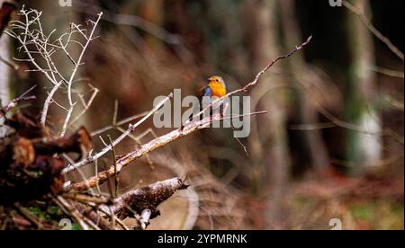 Dundee, Tayside, Écosse, Royaume-Uni. 1er décembre 2024. UK Wildlife : Templeton Woods à Dundee a un climat humide et lumineux en décembre, qui souligne la splendeur naturelle à la fin de l'automne. Un sympathique oiseau Robin RedBreast se perche sur un arbre voisin en répondant aux sons de gazouillis d'un smartphone et pose pour des photos. Crédit : Dundee Photographics/Alamy Live News Banque D'Images