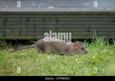 Rat mangeant de la nourriture pour oiseaux qui a été laissé tomber de mangeoire d'oiseaux accroché dans l'arbre à côté de terrasse de jardin - Royaume-Uni Banque D'Images