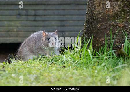 Rat mangeant de la nourriture pour oiseaux qui a été laissé tomber de mangeoire d'oiseaux accroché dans l'arbre à côté de terrasse de jardin - Royaume-Uni Banque D'Images