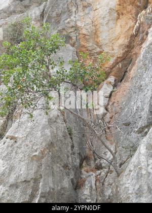 Un petit arbre pousse entre de grands rochers dans un paysage accidenté, mettant en valeur la résilience de la nature. Les textures rugueuses des pierres contrastent avec le vert Banque D'Images