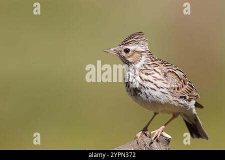 Alouette d'arbre avec le nom scientifique de (Lullula arborea). Cette alouette se perche souvent dans les arbres, contrairement à d'autres espèces d'alouettes, qui utilisent le sol Banque D'Images