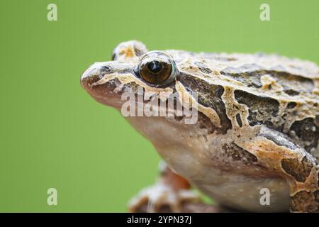 Grenouille à museau pointu avec le nom scientifique de (Discoglossus galganoi). C'est une espèce de grenouille de la famille des Discoglossidae. Une grenouille au-dessus d'un W. Banque D'Images