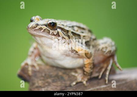 Grenouille à museau pointu avec le nom scientifique de (Discoglossus galganoi). C'est une espèce de grenouille de la famille des Discoglossidae. Une grenouille sur un R Banque D'Images