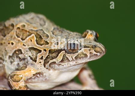 Grenouille à museau pointu avec le nom scientifique de (Discoglossus galganoi). C'est une espèce de grenouille de la famille des Discoglossidae. Une grenouille au-dessus d'un W. Banque D'Images