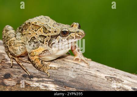 Grenouille à museau pointu avec le nom scientifique de (Discoglossus galganoi). C'est une espèce de grenouille de la famille des Discoglossidae. Une grenouille au-dessus d'un W. Banque D'Images
