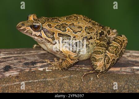 Grenouille à museau pointu avec le nom scientifique de (Discoglossus galganoi). C'est une espèce de grenouille de la famille des Discoglossidae. Une grenouille au-dessus d'un W. Banque D'Images