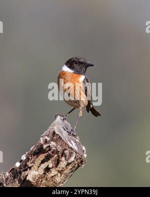 Stonechat avec le nom usuel de (Saxicola rubicola). Oiseau avec une tête noire et dos rouge perché sur un bâton. Banque D'Images