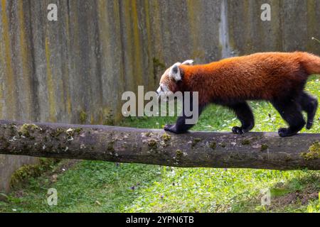 Panda rouge (Ailurus fulgens fulgens), également connu sous le nom de panda rouge népalaise. Banque D'Images