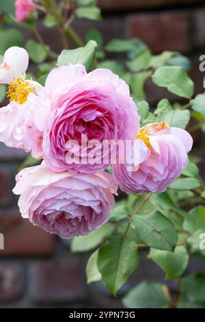 Rose arbuste avec de nombreuses fleurs roses délicates Banque D'Images