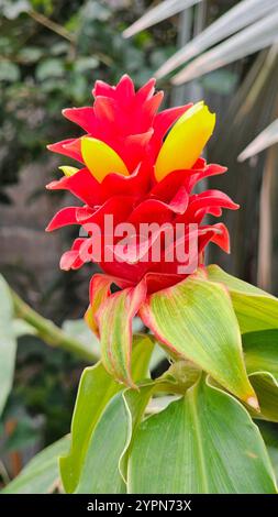 Fleur rouge et jaune de gingembre (Siam Tulip), Thaïlande Banque D'Images