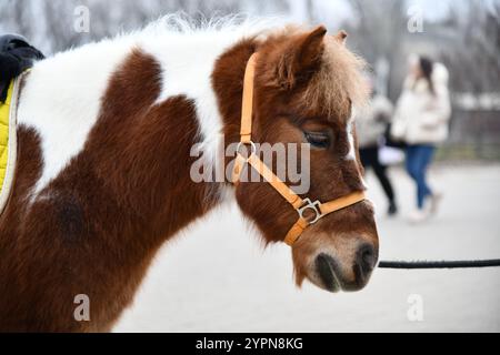 Je viens de repérer un beau cheval brun debout dans le champ. C'est incroyable de voir une créature aussi majestueuse de près. Banque D'Images