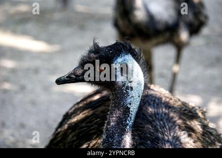 visage d'un oiseau émeu Banque D'Images