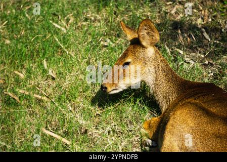 le jeune cerf rouge arrive Banque D'Images