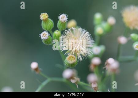 Conyza canadensis, ou paille de lit canadienne, gros plan de la paille de lit. Délicates fleurs moelleuses sur un fond flou en automne, octobre. Floral d'automne Banque D'Images