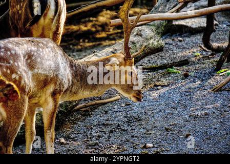 le jeune cerf rouge arrive Banque D'Images