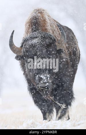 Bison d'Amérique dans une tempête de neige au refuge national Rocky Mountain Arenal Banque D'Images