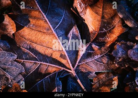 feuilles dans le gel du matin, soleil Banque D'Images