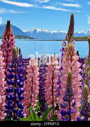 Lupins au lac Tekapo avec Mount Cook au loin Banque D'Images