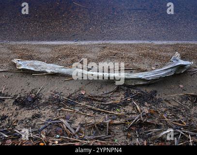 morceau de bois flotté altéré reposant sur un rivage sablonneux avec une couche de débris naturels dispersés tels que des feuilles, des brindilles et des plantes aquatiques séchées. Banque D'Images