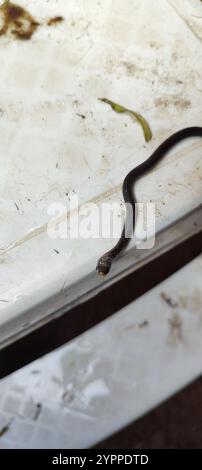 Serpent terrestre militaire (Erythrolamprus miliaris) Banque D'Images