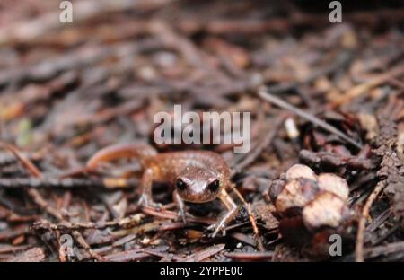 Oregon Ensatina (Ensatina eschscholtzii oregonensis) Banque D'Images