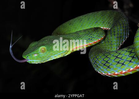 Pitviper de la péninsule siamoise (Trimeresurus sabahi fucatus) Banque D'Images