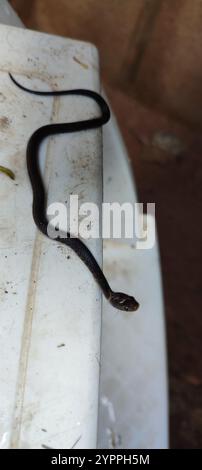 Serpent terrestre militaire (Erythrolamprus miliaris) Banque D'Images