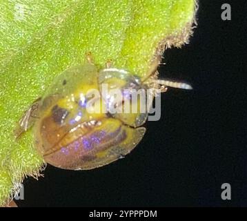 Coléoptère de la tortue Geiger (Eurypepla calochroma floridensis) Banque D'Images