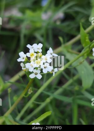 Moutarde blanche (Calepina irregularis) Banque D'Images