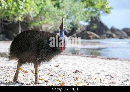 Une grande femelle unique fait la transition, opportuniste, vers une plage de l'extrême nord tropical du Queensland, cherchant des fruits tombés et mûrs du pandanus. Banque D'Images