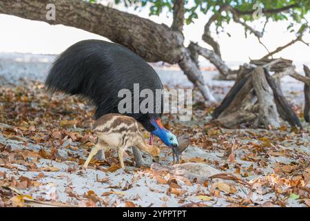 Un cassoar mâle et un jeune poussin célibataire se déplacent sur une plage dans l'extrême nord tropical du Queensland pour chercher des fruits tombés de la forêt et de la nourriture laissée par les touristes Banque D'Images