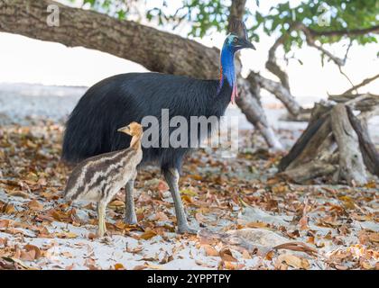 Un cassoar mâle et un jeune poussin célibataire se déplacent sur une plage dans l'extrême nord tropical du Queensland pour chercher des fruits tombés de la forêt et de la nourriture laissée par les touristes. Banque D'Images