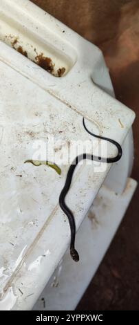 Serpent terrestre militaire (Erythrolamprus miliaris) Banque D'Images