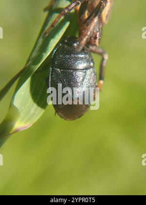 Oubliez-moi-pas Shieldbug (Sehirus luctuosus) Banque D'Images