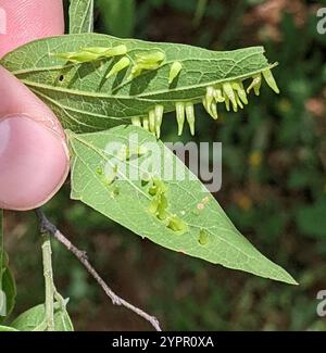 Mouche de Gall en forme d'alune de l'hackberry (Celticecis subulata) Banque D'Images