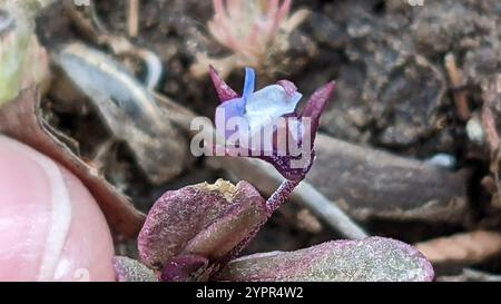 marie aux yeux bleus à petites fleurs (Collinsia parviflora) Banque D'Images
