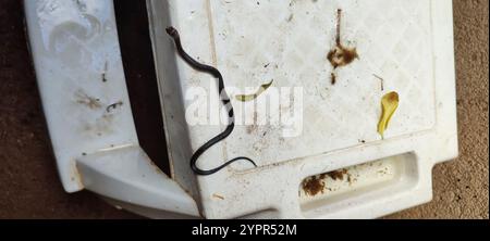 Serpent terrestre militaire (Erythrolamprus miliaris) Banque D'Images