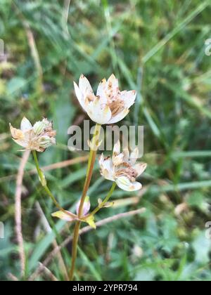 Masterwort bavarois (Astrantia bavarica) Banque D'Images