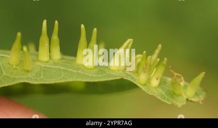 Mouche de Gall en forme d'alune de l'hackberry (Celticecis subulata) Banque D'Images